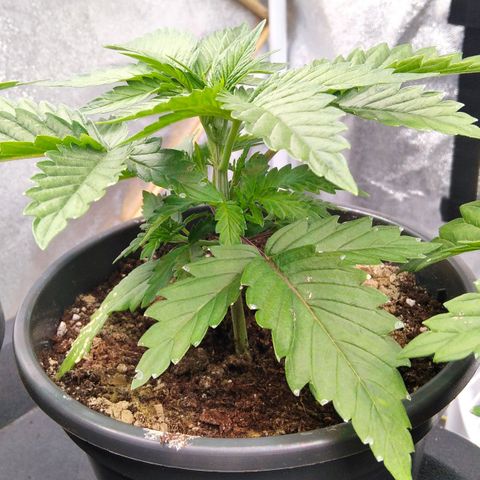 White Widow #4 growlog timeline photo