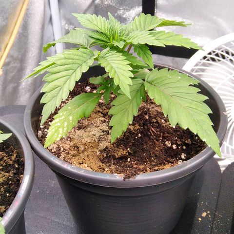 White Widow #4 growlog timeline photo