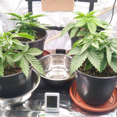 White Widow #4 growlog timeline photo