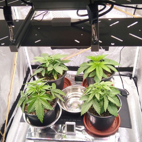 White Widow #4 growlog timeline photo