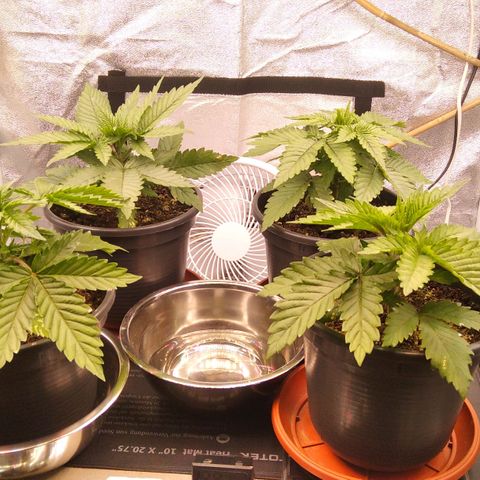 White Widow #4 growlog timeline photo