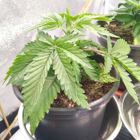White Widow #4 growlog timeline photo