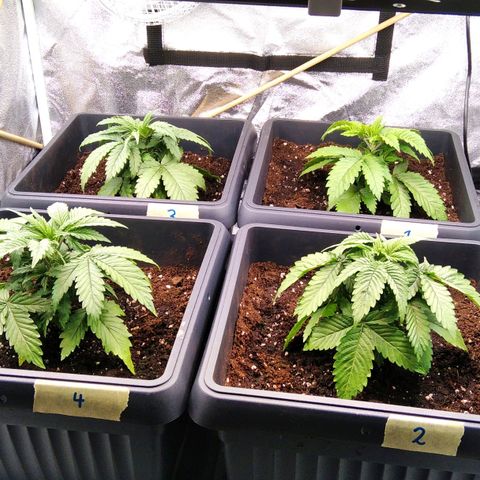 White Widow #4 growlog timeline photo