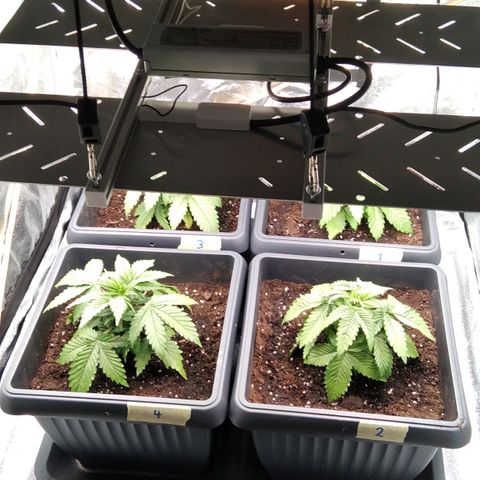 White Widow #4 growlog timeline photo