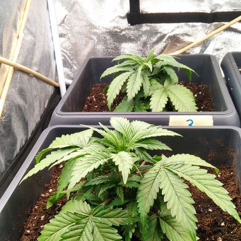 White Widow #4 growlog timeline photo