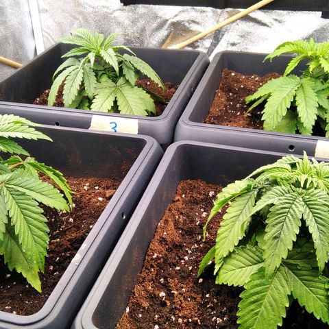 White Widow #4 growlog photo: Morgens nach umtopfen