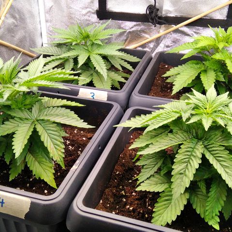 White Widow #4 growlog timeline photo