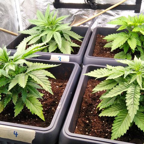 White Widow #4 growlog timeline photo