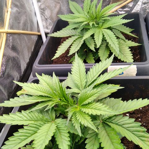 White Widow #4 growlog timeline photo