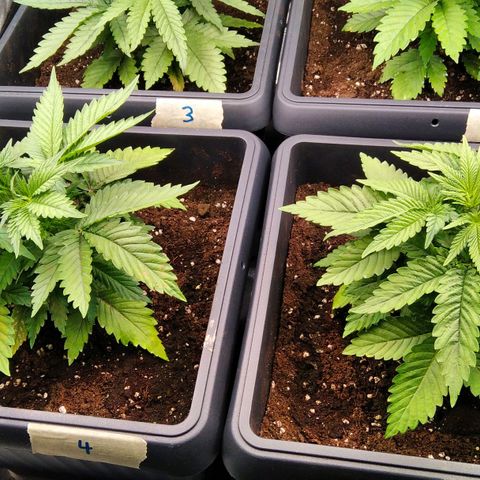 White Widow #4 growlog timeline photo
