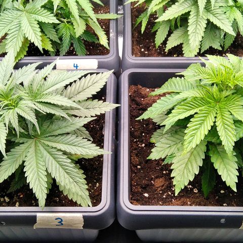 White Widow #4 growlog timeline photo