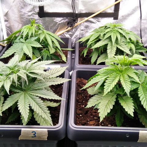 White Widow #4 growlog timeline photo
