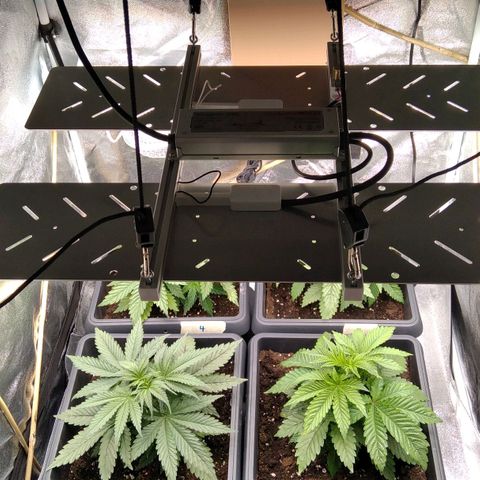 White Widow #4 growlog timeline photo