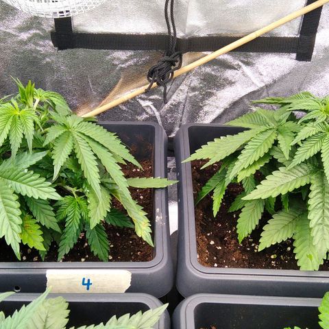 White Widow #4 growlog timeline photo
