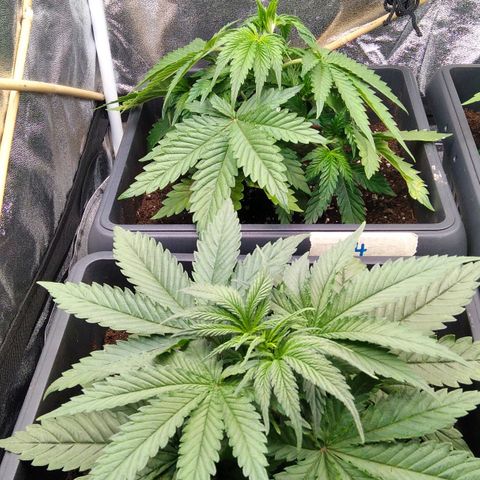 White Widow #4 growlog timeline photo