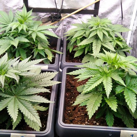 White Widow #4 growlog timeline photo