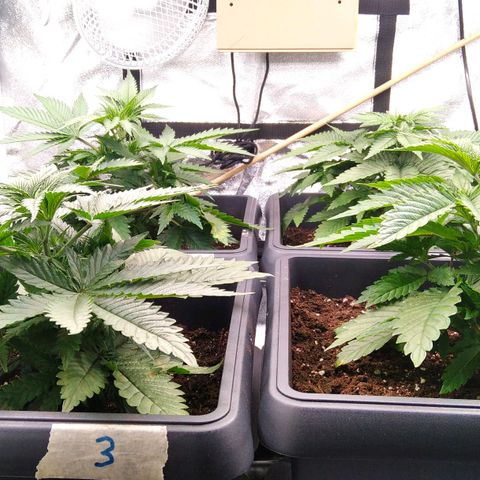 White Widow #4 growlog timeline photo