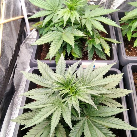 White Widow #4 growlog timeline photo