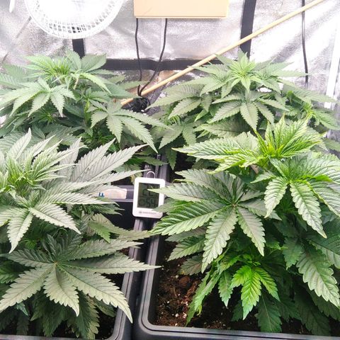 White Widow #4 growlog timeline photo