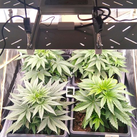 White Widow #4 growlog timeline photo