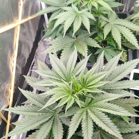 White Widow #4 growlog timeline photo