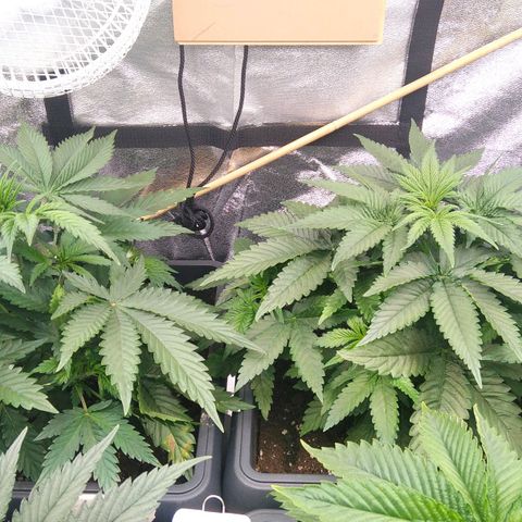 White Widow #4 growlog timeline photo