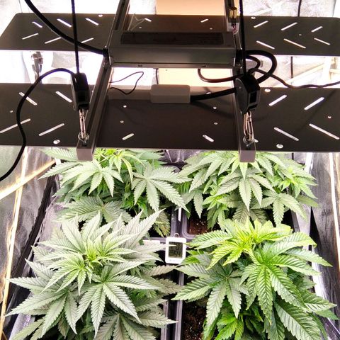 White Widow #4 growlog timeline photo