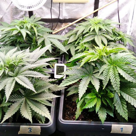 White Widow #4 growlog timeline photo