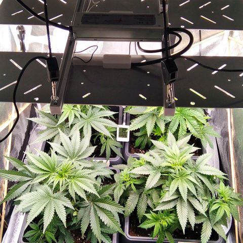 White Widow #4 growlog timeline photo