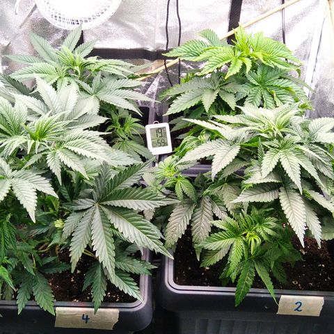 White Widow #4 growlog timeline photo
