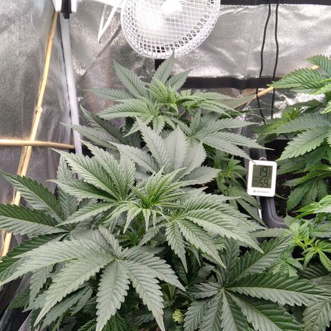 White Widow #4 growlog timeline photo