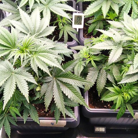 White Widow #4 growlog timeline photo