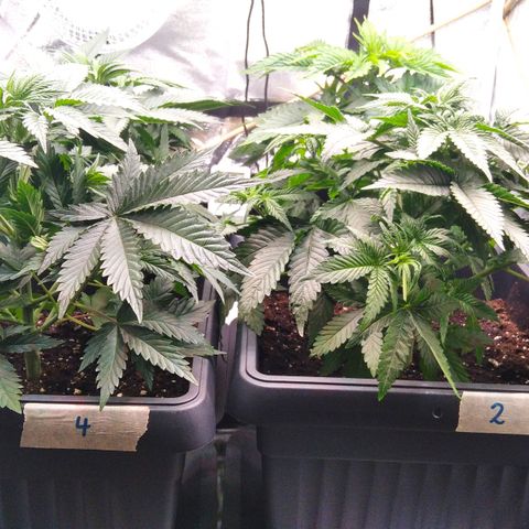 White Widow #4 growlog timeline photo