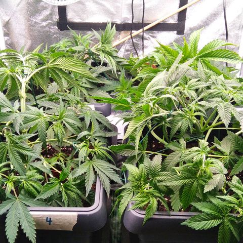 White Widow #4 growlog timeline photo