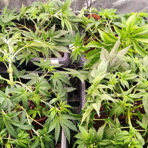 White Widow #4 growlog timeline photo