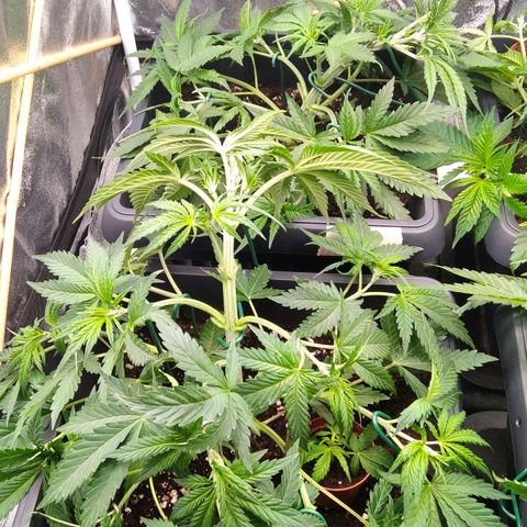 White Widow #4 growlog timeline photo