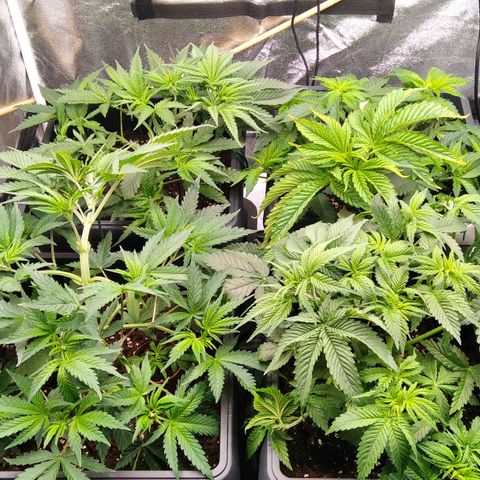 White Widow #4 growlog timeline photo