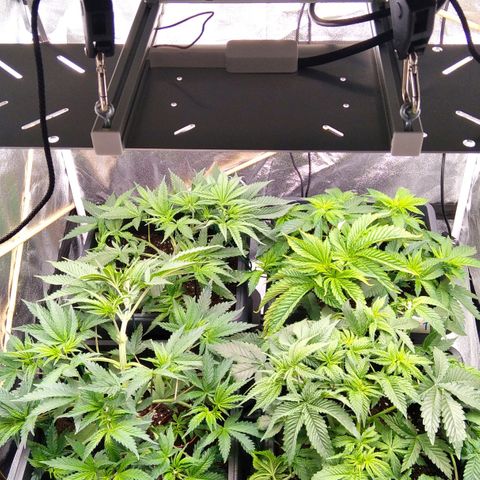 White Widow #4 growlog timeline photo