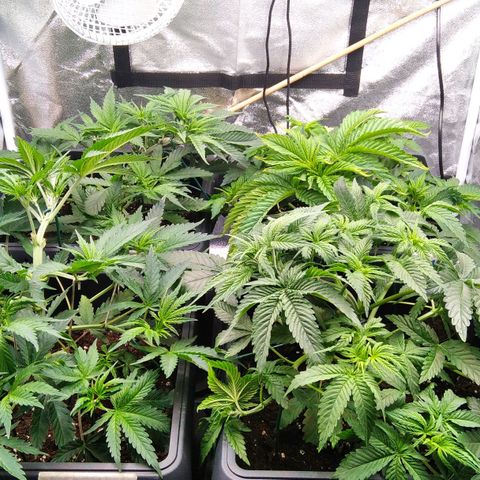 White Widow #4 growlog timeline photo