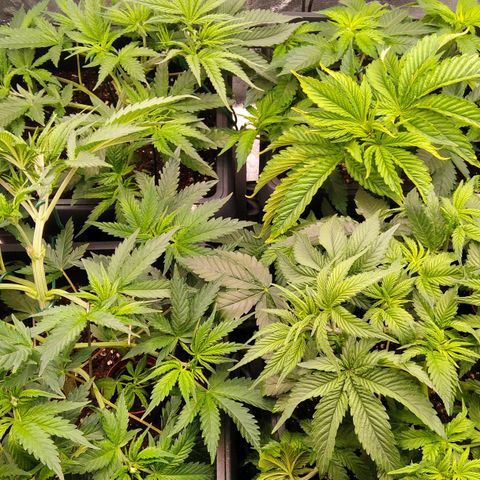 White Widow #4 growlog timeline photo