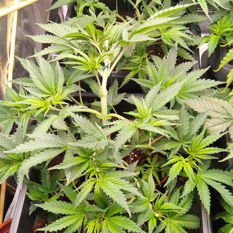 White Widow #4 growlog timeline photo