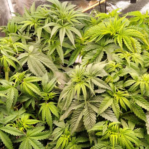 White Widow #4 growlog timeline photo