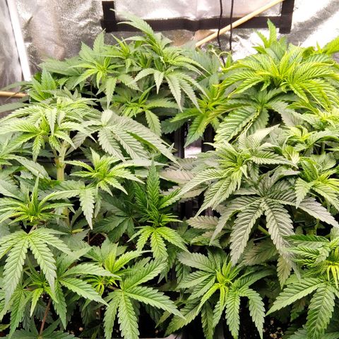 White Widow #4 growlog timeline photo