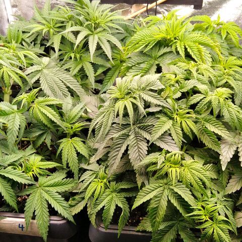 White Widow #4 growlog timeline photo