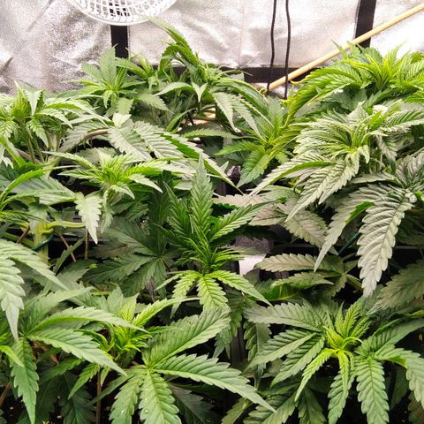 White Widow #4 growlog timeline photo