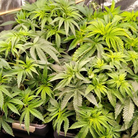 White Widow #4 growlog timeline photo