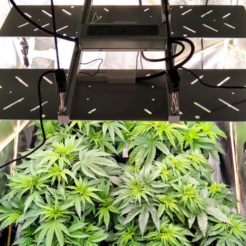 White Widow #4 growlog timeline photo