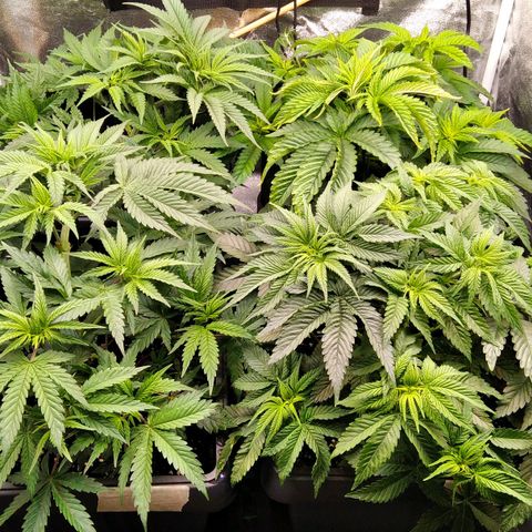 White Widow #4 growlog timeline photo