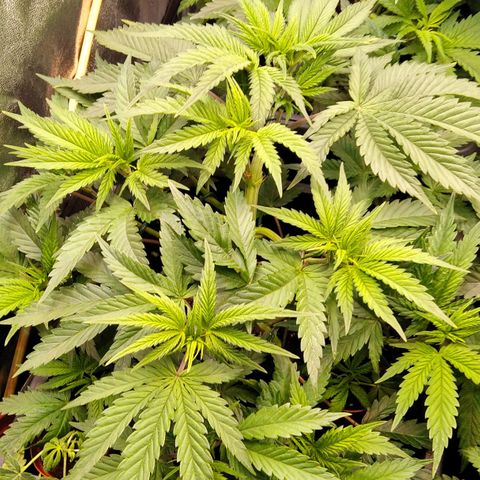 White Widow #4 growlog timeline photo