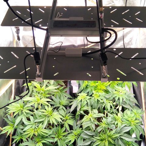 White Widow #4 growlog timeline photo